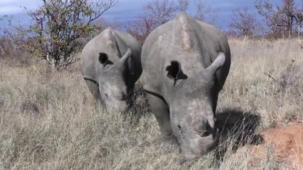 Rinoceronte Branco em savana africana. Casal de animais selvagens comendo grama no dia ensolarado — Vídeo de Stock