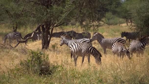 Zabras-Herde frisst Gras in der Savanne des Nationalparks Tansania, Zeitlupe — Stockvideo