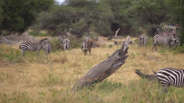 タンザニア国立公園の自然環境、スローモーションにおけるゼブラスの群れ — ストック動画