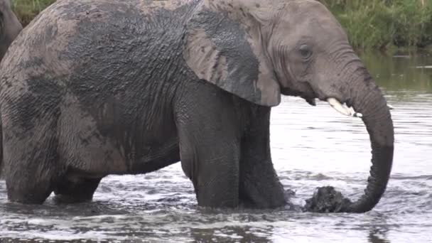 Movimento lento, jovem elefante animal pulverizando água do lago lamacento na pele com tronco — Vídeo de Stock