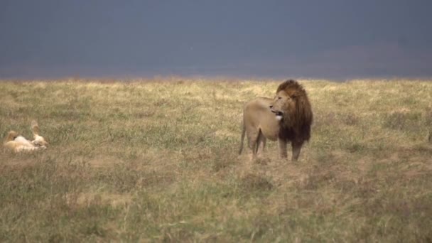 Lion aka Panthera Leo in Meadow of African Savanna, 120fps Slow Motion — Stock Video