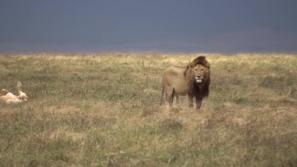 Lejonet i Savanna ser sig omkring och förbereder sig för att ligga på ängen, långsam rörelse — Stockvideo