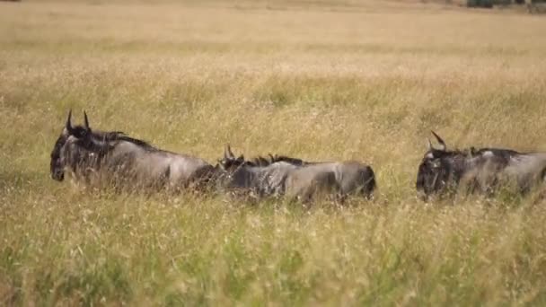 Gnu Antelopes aka Wildebeest Running in Order on Pasture of African Savannah — Stock Video