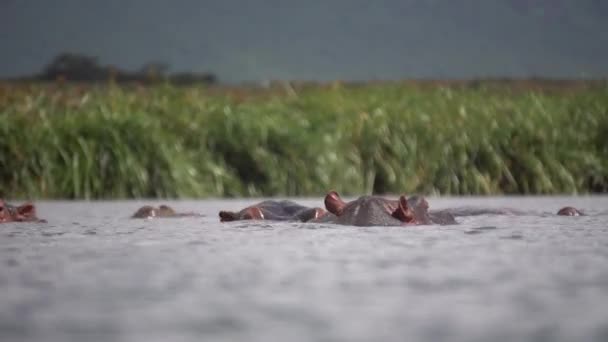 Hippo aka Hippopotamus Head Over Water Surface of Grumeti River, Tanzania Afrika — Stockvideo