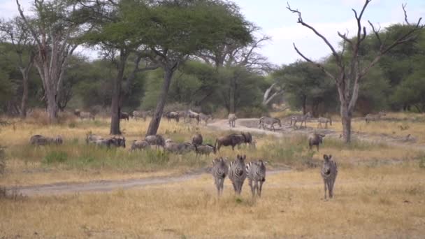 Zebra a volně žijící zvířata ve zpomaleném stádě. Národní park Tanzanie, Afrika — Stock video