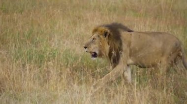 Afrika Aslanı Savana Çayırında Yürüyor, Doğal Yaşam Alanında Vahşi Hayvan