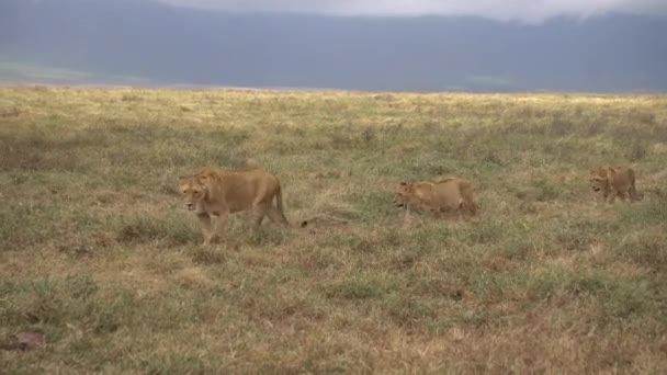 African Lion Pride, Lioness Walking in Meadow With Two Young Lions aka Cubs. — Stock Video