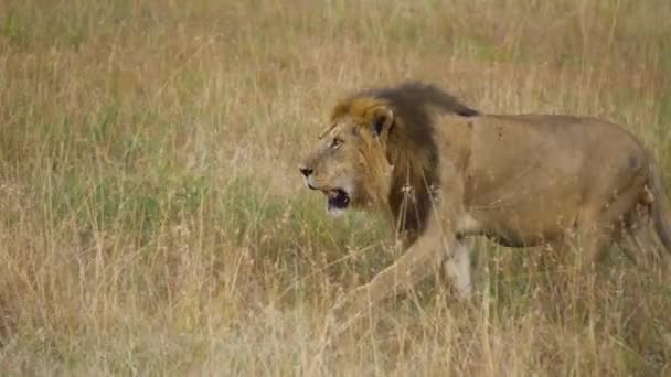 Afrikanska lejonpromenader på savannens äng, vilda djur i naturliga miljöer — Stockvideo