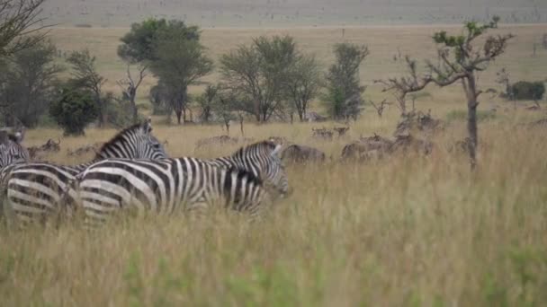 Zebra Herd 、牧草地で草を食べることを警告自然保護区の動物 — ストック動画