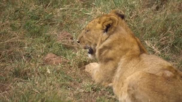 Närbild av unga afrikanska Lion aka Cub i Grass Andning kraftigt. Vilda djur — Stockvideo