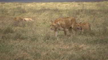 Afrika Savanasında Aslan Gururu. Dişi aslan ve yavruları yürüyor, Erkek aslan izliyor.