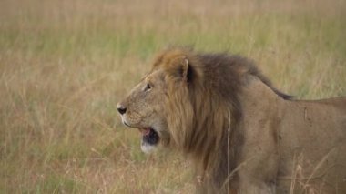 Afrika Aslanı namı diğer Panthera Leo Close Up. Av Arayan Vahşi Hayvan