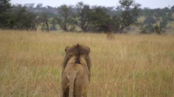 Felnőtt oroszlán más néven Panthera Leo nézi a férfi ellenfél afrikai szavanna — Stock videók