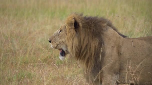 Leone maschio adulto da vicino, alla ricerca di animali selvatici per la vittima della preda nella Savana africana — Video Stock