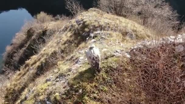 Buitre leonado volando sobre los meandros del río Uvac, Serbia. Reserva Natural Casa — Vídeos de Stock