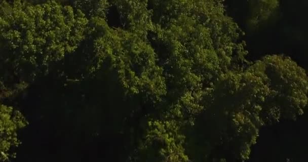 Vista aérea de la selva amazónica, sobrevolando la densa selva tropical, Brasil — Vídeo de stock