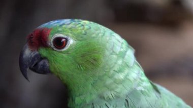 Kırmızı Lordlu Amazon Papağanı. Yakından. Amazonia Brezilya 'da Egzotik Kuş Doğal Yaşam Alanı