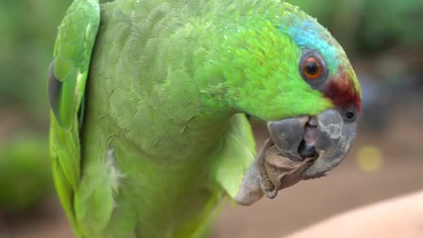 Amazon Red Lored Parrot Närbild. Exotiskt färgglada vänliga fågelätande frön — Stockvideo