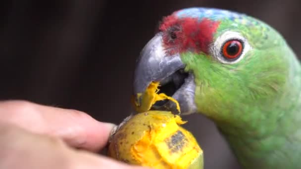 Närbild av röd-lored Amazon Parrot Eye och Beak. Exotisk fågel äter frukt — Stockvideo