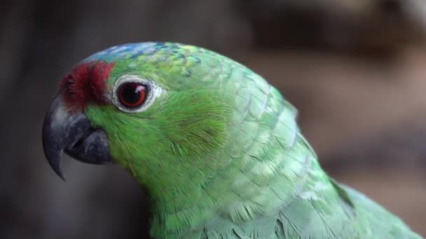 Röd-Lored Amazon Papegoja närbild. Exotisk fågel naturlig livsmiljö i Amazonas Brasilien — Stockvideo