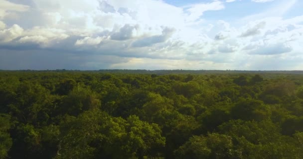 Volando por encima de la selva amazónica bajo el cielo soleado. Vista aérea de la selva tropical brasileña — Vídeos de Stock
