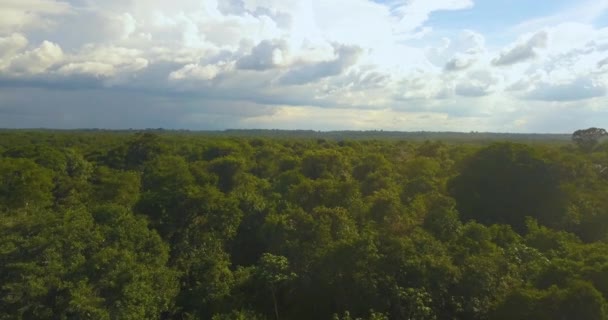 Pulmões do Mundo, vista aérea densa do drone da selva amazônica. Campo Brasileiro — Vídeo de Stock