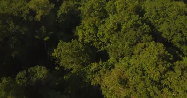 Selva amazónica inclinada hacia arriba vista aérea dramática. Bosque lluvioso denso, Brasil — Vídeos de Stock