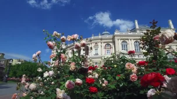 Οδησσός Ουκρανία Όπερα και Μπαλέτο Σπίτι Κτίριο Πίσω από Rose Μπους στον κήπο — Αρχείο Βίντεο