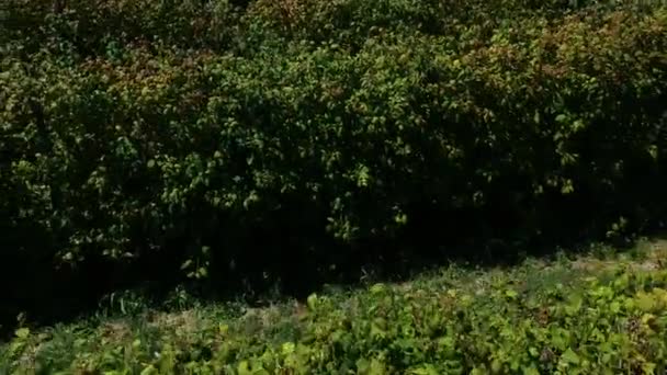 Voo aéreo sobre uma grande fazenda de framboesa mostrando as linhas de plantas — Vídeo de Stock