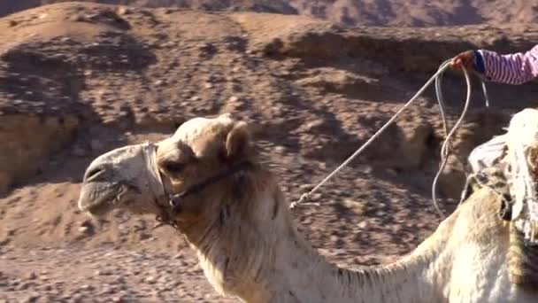 Primo piano di cammello con le redini che camminano nel deserto Paesaggio africano, rallentamento — Video Stock