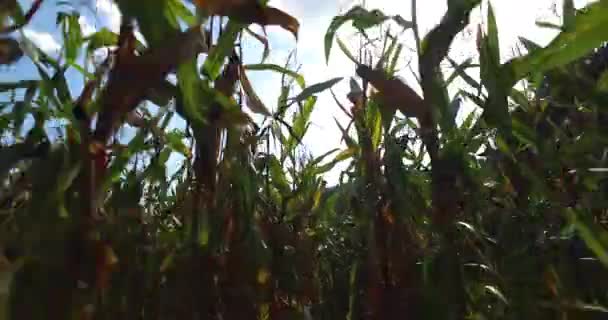Walking koryta kukurydzy roślin pole uprawne w słoneczny dzień letni, niski kąt POV — Wideo stockowe