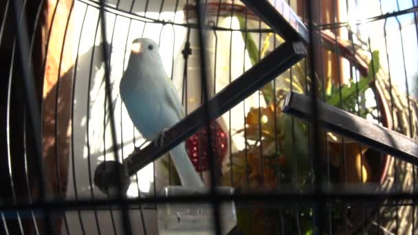 Papageienvogel im Käfig, aus nächster Nähe — Stockvideo