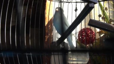 Kafesteki küçük beyaz papağan. Yaklaş. Memlekette Büyülenmiş Hayvan