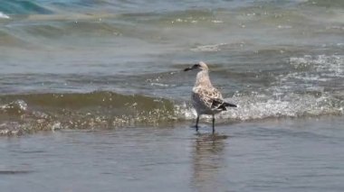 Sanderling Kuş Yürüyüşü, Yavaş Hareket. Michigan Gölü, Chicago