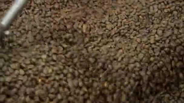 Vers gebrande koffiebonen in de broodrooster met de hand van een persoon te controleren kwaliteit — Stockvideo