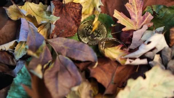 Lassú mozgás, őszi levelek esik Bitcoin és Ethereum Cryptocurrency érmék — Stock videók