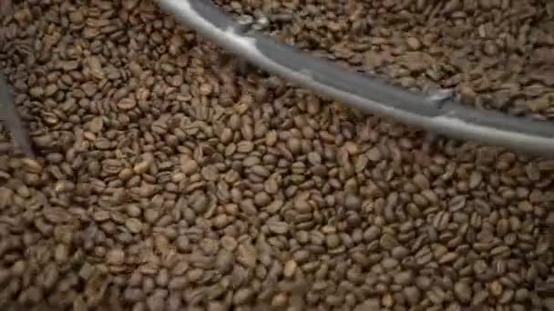 Chicchi di caffè appena tostati in una macchina di fabbrica Close Up del controllo di qualità della mano — Video Stock