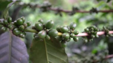 Branch 'da Yeşil Kahve Fasulyesi. Yakından. Tarım ve Üretim Konsepti