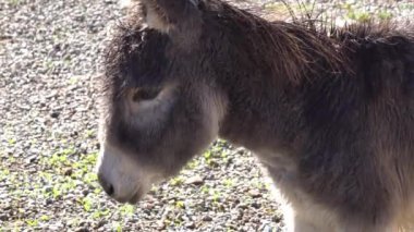 African donkey aka wild ass, animal close up slow motion