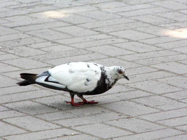 Een Grote Grijze Sprinkhaan Zit Een Lichte Achtergrond Close — Stockfoto