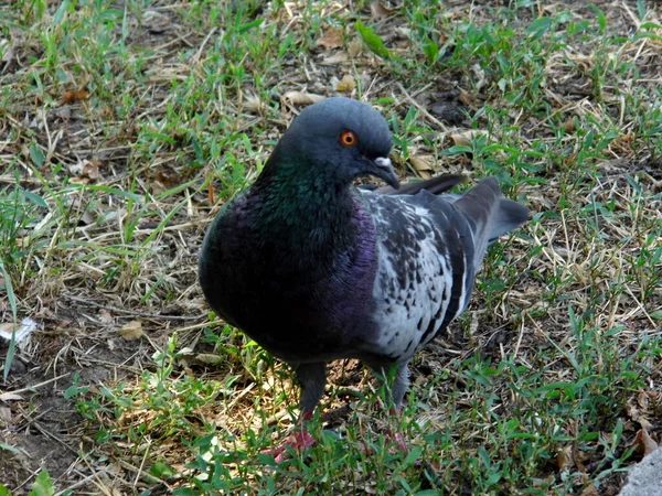 Pigeon Sombre Tient Sur Tronc Arbre Dans Parc Gros Plan — Photo