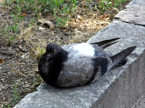 Una Gran Paloma Gris Yace Acera Del Parque Primer Plano — Foto de Stock