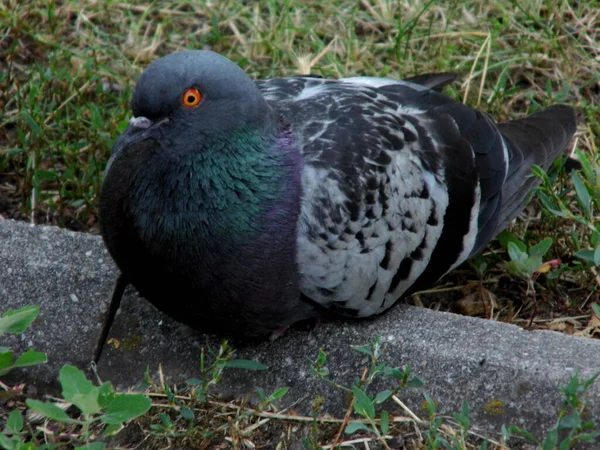 Una Paloma Gris Yace Acera Del Parque Primer Plano — Foto de Stock