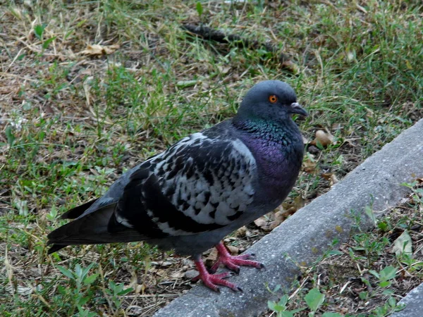 Large Gray Pigeon Stands Curb Park Close — Stock Photo, Image