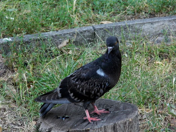 Dark Pigeon Stands Tree Stump Park Close — Stock Photo, Image