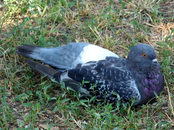 Una Gran Paloma Gris Yace Parque Sobre Hierba Primer Plano — Foto de Stock