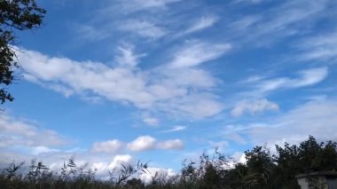 The wind shakes trees and grass. White clouds moving across the blue sky