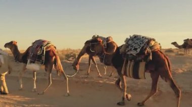 Tunus sahara Çölü, Kasım 2015'göçebe kervanı