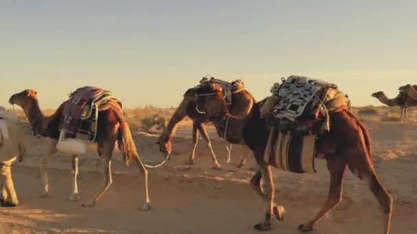 Caravan of nomads in tunisian sahara desert, november 2015 — Stock Video