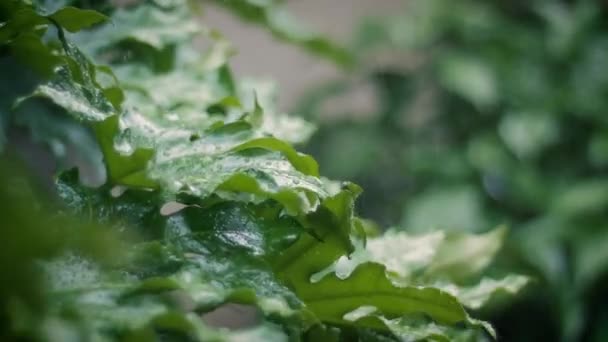 Fuerte lluvia en un jardín — Vídeos de Stock